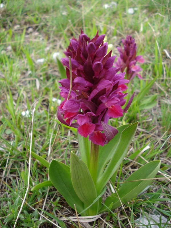 Dactylorhiza sambucina